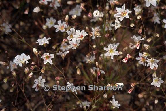 eriogonum spergulinum 2 graphic